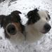 Panda a Jimmy, australian shepherds - Didi Aussieland, Jim Kogito Easter - Facebook