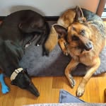Jimmy Egan & Ada O'bryan - @the_shepherd_and_the_hound - Instagram