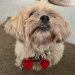 Jimmy Fields - @jimmy_the_rescue_shih_tzu - Instagram