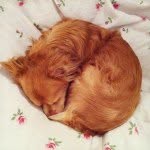 Jimmy The Original Firefox - @jimmyfirefox - Instagram