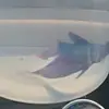 Jimmy Fish - @jimmy_the_fishh - TikTok