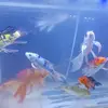 jimmyfish - @jimmyfishjimmyk87 - TikTok