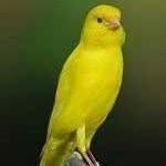 Canary Birds - @jimmy.hawk.9028 - Instagram