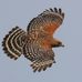 Jimmy spotted hawk - Facebook