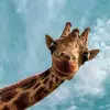 HazelxJimmy_ - @hazelxjimmy_ - TikTok