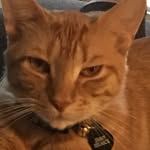 Jimmy Helmick - @king_james_ginger_cat - Instagram
