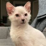 James Piccolo Hoffa - @jimmyhoffathecat - Instagram