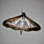 Motus - @jimmyjestermotus - Instagram
