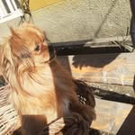 @jimmy._.lucky_the.dogs - Instagram