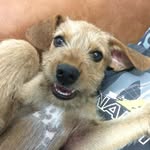 Jimmy Lucky - @jimmy.luckydoggy - Instagram