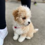 Jimmy Olson Penn - @jimmy.thecavapoo - Instagram