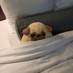 James Petry - @jimmyptubas - Instagram