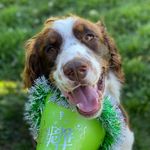 J I M M Y   B U T T O N 🐶 - @jimmy_the_springer_spaniel_ - Instagram