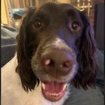 Jimmy 🐾 - @jimmy.the.springer - Instagram
