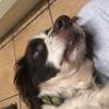 . - @jimmy.the.springer - TikTok