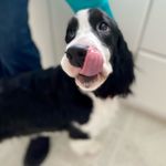 Jimmy Chew - @jimmychewspringerspaniel - Instagram