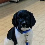 Jimmy - @jimmythespringer - Instagram