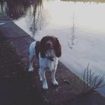Jimmy_the_springer - @jimmy_the_springer - Instagram