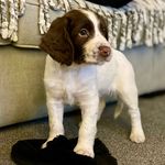 Jimmy the springer 🐾 - @jimmy_the_springer_ - Instagram