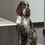 @jimmyspringerspaniel - Instagram