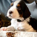 Max Lemke - @jimmy_skyline_springer - Instagram