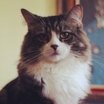 Jimmy Sprinkles - @jimmysprinklesthecat - Instagram