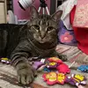 Jimmy Sprinkles - @jimmy.sprinkles - TikTok