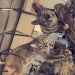 SumnerDeepwoodsTaxidermy - @sumnerjimmy - Instagram