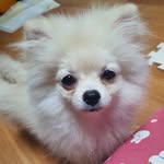 진블랑  인호쌤 - @jin_chonoito - Instagram