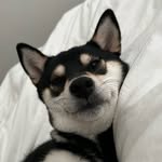 jinko - @meetjinko - Instagram
