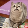 JinShim - @jinshim - TikTok