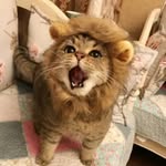 Jina Han - @jina.han.503 - Instagram