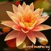 Jincy Joseph Jincy Joseph - Facebook