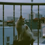 Phương An - @_jingjing.panno - Instagram
