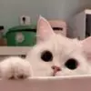 linjinhua - @linjinhua.365 - TikTok