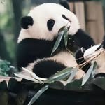 Juniper Jinping Guo - @juniperjinping - Instagram