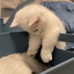 Jinru Liu - @jinnnru - Instagram