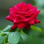 Jins Thomas - Facebook