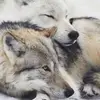 Wolfinchen - @joyalbrecht4 - TikTok