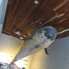 jo_belanger - @jo_belanger - TikTok