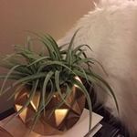 Jo Anne Chastain - @joanne.chastain - Instagram