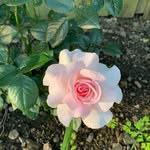 Jo Corbett - @corbett6134 - Instagram