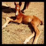 Jo Cornell - @jc_stables - Instagram