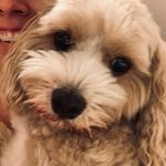 Jo Dickson - @jomdickson - Instagram