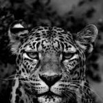 Jo-Dickson jules junoir - @mputu_ituome - Instagram