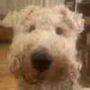 Jo Dillon - @leon_the._fox_terrier - TikTok