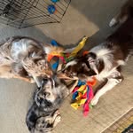 Jo Downing Ccft - @k9kaussies - Instagram