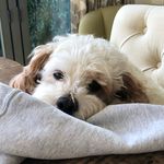 Jo Farley - @montymuddle - Instagram