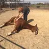 calliejoferrell - @calliejoferrell - TikTok