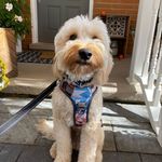 Jo-anne Fleming - @joannefleming99 - Instagram